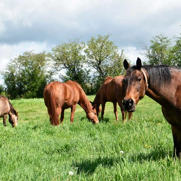 Pension pour chevaux à Nohanent, Puy-de-Dôme